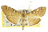  (Cotachena sp. ANIC1 - CCDB-15859-E03)  @11 [ ] CreativeCommons - Attribution (2011) ANIC/CBG Photography Group Centre for Biodiversity Genomics