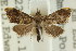  ( - CCDB-15859-G02)  @11 [ ] CreativeCommons - Attribution (2011) ANIC/CBG Photography Group Centre for Biodiversity Genomics