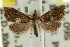  ( - CCDB-15859-G03)  @11 [ ] CreativeCommons - Attribution (2011) ANIC/CBG Photography Group Centre for Biodiversity Genomics