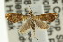  ( - CCDB-15859-G04)  @11 [ ] CreativeCommons - Attribution (2011) ANIC/CBG Photography Group Centre for Biodiversity Genomics