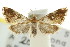  ( - CCDB-15859-G07)  @11 [ ] CreativeCommons - Attribution (2011) ANIC/CBG Photography Group Centre for Biodiversity Genomics