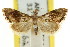  ( - CCDB-15859-G09)  @11 [ ] CreativeCommons - Attribution (2011) ANIC/CBG Photography Group Centre for Biodiversity Genomics