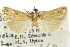  (Hednota sp. ANIC2 - CCDB-15859-H11)  @11 [ ] CreativeCommons - Attribution (2011) ANIC/CBG Photography Group Centre for Biodiversity Genomics