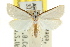  (Patissa atricostalis - CCDB-15860-A01)  @11 [ ] CreativeCommons - Attribution (2011) ANIC/CBG Photography Group Centre for Biodiversity Genomics
