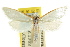  ( - CCDB-15860-A02)  @11 [ ] CreativeCommons - Attribution (2011) ANIC/CBG Photography Group Centre for Biodiversity Genomics