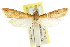  ( - CCDB-15860-C03)  @11 [ ] CreativeCommons - Attribution (2011) ANIC/CBG Photography Group Centre for Biodiversity Genomics