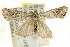  ( - CCDB-15860-E07)  @14 [ ] CreativeCommons - Attribution (2011) ANIC/CBG Photography Group Centre for Biodiversity Genomics