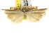 ( - CCDB-15860-E11)  @11 [ ] CreativeCommons - Attribution (2011) ANIC/CBG Photography Group Centre for Biodiversity Genomics