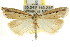  ( - CCDB-15860-F04)  @11 [ ] CreativeCommons - Attribution (2011) ANIC/CBG Photography Group Centre for Biodiversity Genomics