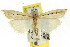  (Hednota sp. ANIC6 - CCDB-15860-F05)  @14 [ ] CreativeCommons - Attribution (2011) ANIC/CBG Photography Group Centre for Biodiversity Genomics