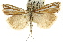  (Hednota opulentellus - CCDB-15860-F06)  @14 [ ] CreativeCommons - Attribution (2011) ANIC/CBG Photography Group Centre for Biodiversity Genomics