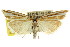  ( - CCDB-15860-F07)  @15 [ ] CreativeCommons - Attribution (2011) ANIC/CBG Photography Group Centre for Biodiversity Genomics