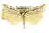  (Hednota xiphosema - CCDB-15860-G02)  @11 [ ] CreativeCommons - Attribution (2011) ANIC/CBG Photography Group Centre for Biodiversity Genomics