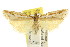  ( - CCDB-15860-G03)  @11 [ ] CreativeCommons - Attribution (2011) ANIC/CBG Photography Group Centre for Biodiversity Genomics