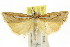  ( - CCDB-15860-G04)  @11 [ ] CreativeCommons - Attribution (2011) ANIC/CBG Photography Group Centre for Biodiversity Genomics