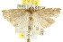  ( - CCDB-15860-H01)  @11 [ ] CreativeCommons - Attribution (2011) ANIC/CBG Photography Group Centre for Biodiversity Genomics