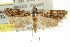  ( - CCDB-15860-H11)  @11 [ ] CreativeCommons - Attribution (2011) ANIC/CBG Photography Group Centre for Biodiversity Genomics