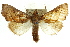  ( - CCDB-15861-A01)  @11 [ ] CreativeCommons - Attribution (2011) ANIC/CBG Photography Group Centre for Biodiversity Genomics