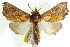  ( - CCDB-15861-A02)  @11 [ ] CreativeCommons - Attribution (2011) ANIC/CBG Photography Group Centre for Biodiversity Genomics