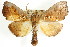  ( - CCDB-15861-A03)  @13 [ ] CreativeCommons - Attribution (2011) ANIC/CBG Photography Group Centre for Biodiversity Genomics