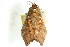 ( - CCDB-15861-A05)  @12 [ ] CreativeCommons - Attribution (2011) ANIC/CBG Photography Group Centre for Biodiversity Genomics