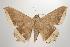  ( - ANIC Gen No. 000531)  @14 [ ] Copyright (2010) Unspecified Australia National Insect Collection