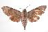  ( - ANIC Gen No. 000536)  @14 [ ] Copyright (2010) Unspecified Australia National Insect Collection