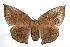  ( - ANIC Gen No. 000542)  @14 [ ] Copyright (2010) Unspecified Australia National Insect Collection