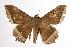  ( - ANIC Gen No. 000544)  @14 [ ] Copyright (2010) Unspecified Australia National Insect Collection