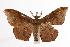  ( - ANIC Gen No. 000547)  @14 [ ] Copyright (2010) Unspecified Australia National Insect Collection