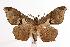  ( - ANIC Gen No. 000556)  @14 [ ] Copyright (2010) Unspecified Australia National Insect Collection
