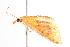  ( - ANIC Gen No. 000571)  @13 [ ] Copyright (2010) Unspecified Australia National Insect Collection