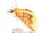  ( - ANIC Gen No. 000572)  @13 [ ] Copyright (2010) Unspecified Australia National Insect Collection