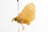  ( - ANIC Gen No. 000577)  @13 [ ] Copyright (2010) Unspecified Australia National Insect Collection