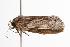  ( - ANIC Gen No. 000580)  @13 [ ] Copyright (2010) Unspecified Australia National Insect Collection