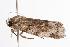  ( - ANIC Gen No. 000581)  @13 [ ] Copyright (2010) Unspecified Australia National Insect Collection