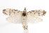  ( - ANIC Gen No. 000582)  @14 [ ] Copyright (2010) Unspecified Australia National Insect Collection