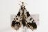  ( - ANIC Gen No. 000595)  @13 [ ] Copyright (2010) Unspecified Australia National Insect Collection