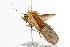  ( - ANIC Gen No. 000604)  @14 [ ] Copyright (2010) Unspecified Australia National Insect Collection