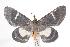  ( - ANIC Gen No. 000607)  @14 [ ] Copyright (2010) Unspecified Australia National Insect Collection