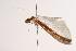  ( - ANIC Gen No. 000614)  @13 [ ] Copyright (2010) Unspecified Australia National Insect Collection