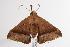  ( - ANIC Gen No. 000625)  @13 [ ] Copyright (2010) Unspecified Australia National Insect Collection