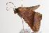  ( - ANIC Gen No. 000626)  @13 [ ] Copyright (2010) Unspecified Australia National Insect Collection