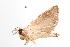  ( - ANIC Gen No. 000641)  @13 [ ] Copyright (2010) Unspecified Australia National Insect Collection