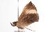  ( - ANIC Gen No. 000654)  @12 [ ] Copyright (2010) Unspecified Australia National Insect Collection