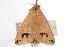  ( - ANIC Gen No. 000656)  @13 [ ] Copyright (2010) Unspecified Australia National Insect Collection