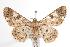  ( - ANIC Gen No. 000680)  @14 [ ] Copyright (2010) Unspecified Australia National Insect Collection