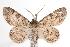  ( - ANIC Gen No. 000681)  @14 [ ] Copyright (2010) Unspecified Australia National Insect Collection