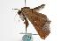  ( - ANIC Gen No. 000690)  @12 [ ] Copyright (2010) Unspecified Australia National Insect Collection