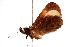  ( - ANIC Gen No. 000704)  @12 [ ] Copyright (2010) Unspecified Australia National Insect Collection